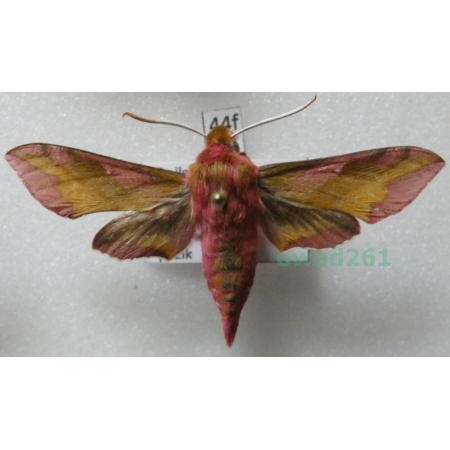 Deilephila porcellus (Linnaeus, 1758) Poland44f